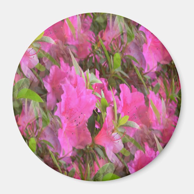 Azaleen in Pink.... Magnet (Vorne)