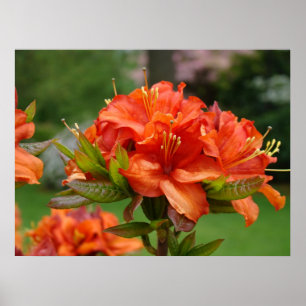Azaleen Orange BÜROKUNST 14 Garten Unternehmens Ku Poster