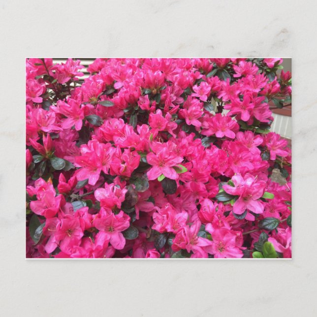 Azaleen-Rhododendron Postkarte (Vorderseite)