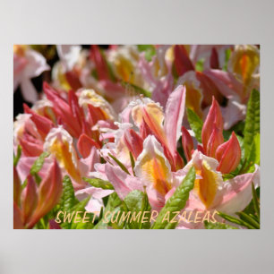 AZALEEN Rosa Azaleenblüten 7 Kunst Drucke Poster