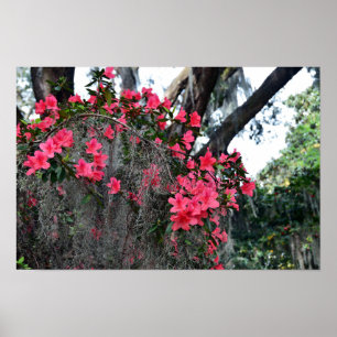 Azaleen und Spanisches Moos, South Carolina Poster