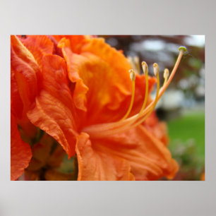 Azaleenblüten 6 Orange Rhodies Kunst Drucke Poster