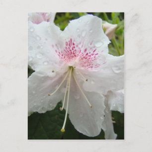 AZALEENBLÜTEN Weiße nasse Azaleen Karten Geschenke