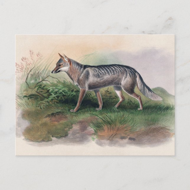 Azaras Fox von Joseph Wolf Postkarte (Vorderseite)