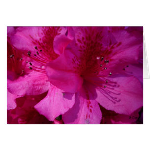 Azelea Eye, S Cyr