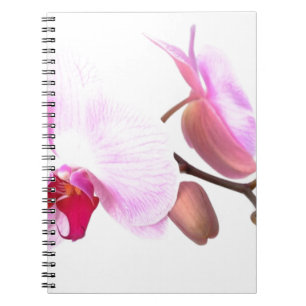 Aziza Orchid Blossoms Notizblock