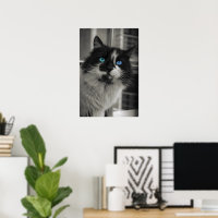 Azurblaue Seele Blaue Augen Schwarz-Weiß-Katze Fin