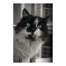 Azurblaue Seele Blaue Augen Schwarz-Weiß-Katze Fin