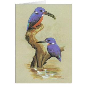 Azurblauer Eisvogel - Ceyx azureus