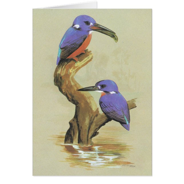 Azurblauer Eisvogel - Ceyx azureus (Vorne)