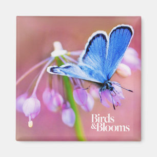 Azurblauer Schmetterling Magnet