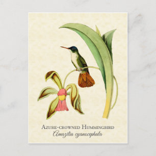Azurblaukehl-Kolibri Vintage-Kunst Postkarte