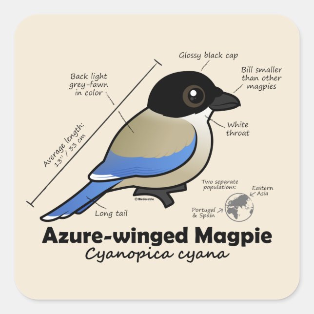 azurbläuliche Magpie-Statistiken Quadratischer Aufkleber (Vorderseite)