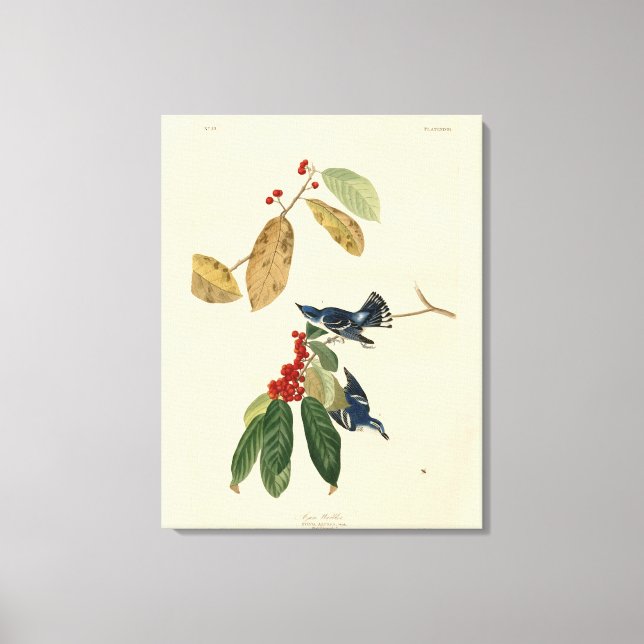 Azure (Cerulean) Warbler, Audubon Birds of America Leinwanddruck (Vorderseite)