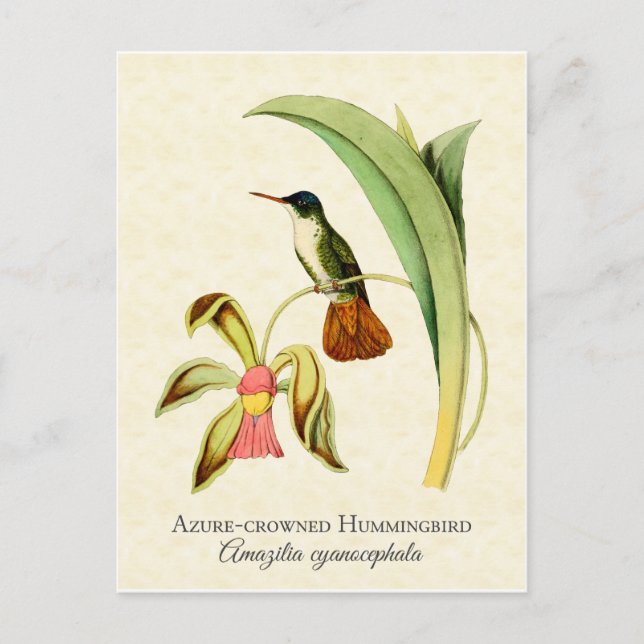 Azure Crowned Hummingbird Vintag Art Postkarte (Vorderseite)