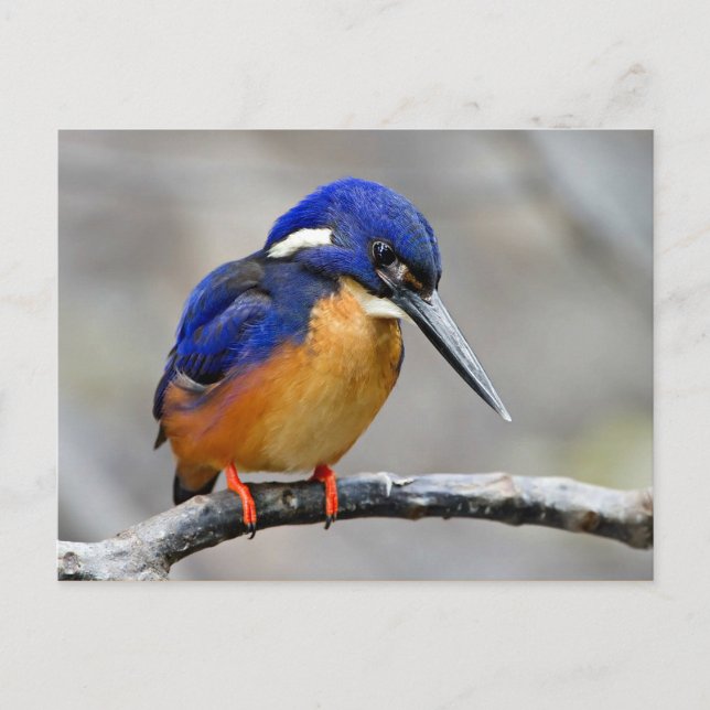 Azure Kingfisher Bird Postkarte (Vorderseite)
