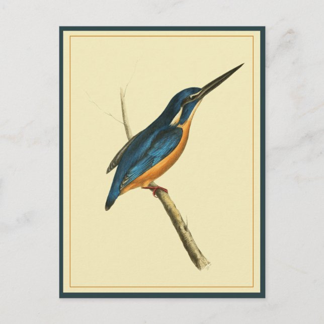 Azure Kingfisher Postkarte (Vorderseite)