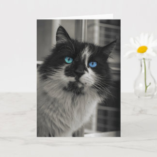 Azure Soul Black Cat Blue Eyes Grußkarte Karte