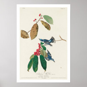 Azure Warbler von Audubon Poster