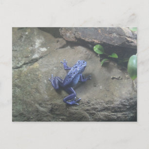 Azureus Giison Dart Frog Postkarte