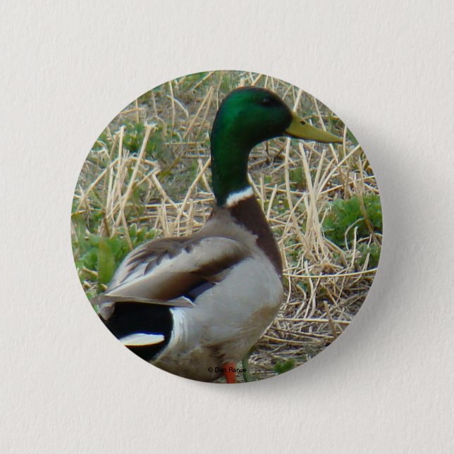 B12 Mallard Duck Drake Button (Vorderseite)