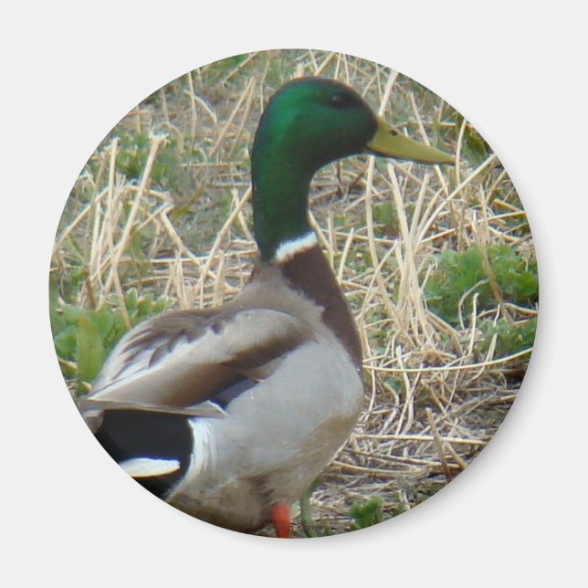 B12 Mallard Duck Magnet (Vorne)