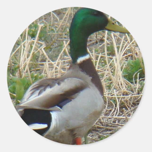 B12 Mallard Duck Runder Aufkleber (Vorderseite)
