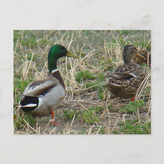 B12 Mallard Ducks Pair Postkarte (Vorderseite)