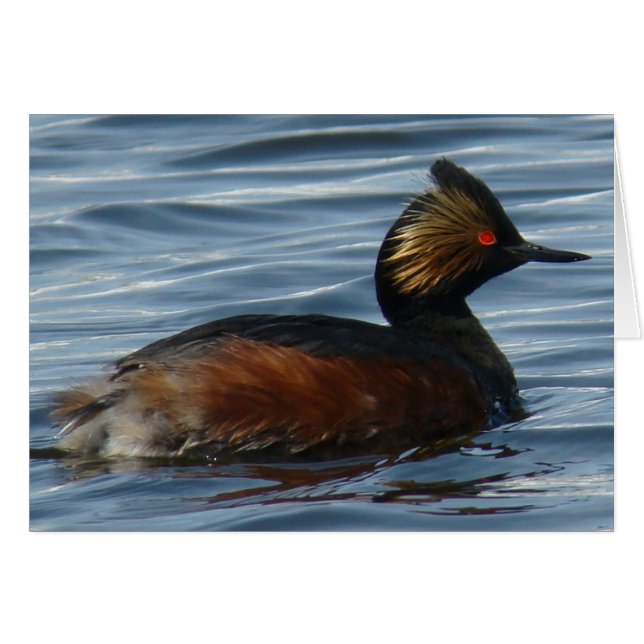 B13 Eared Grebe (Vorderseite (Horizontal))