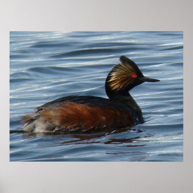 B13 Eared Grebe Poster (Vorne)