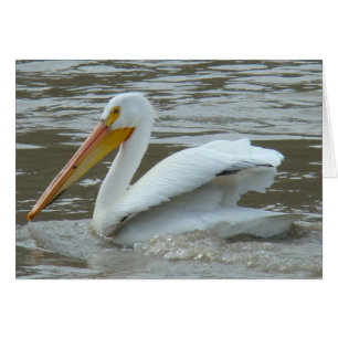 B14 Weißer Pelikan auf schlammigem Fluss