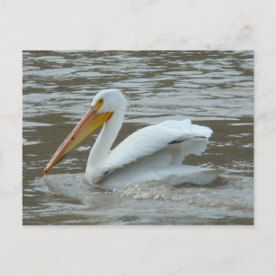 B14 White Pelican am Muddy River Postkarte