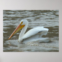 B14 White Pelican on Muddy River