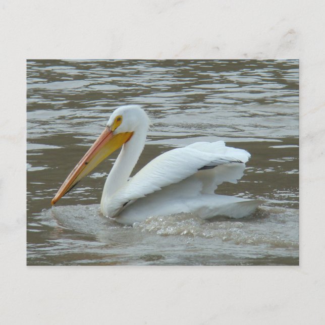 B14 White Pelican on Muddy River Postkarte (Vorderseite)