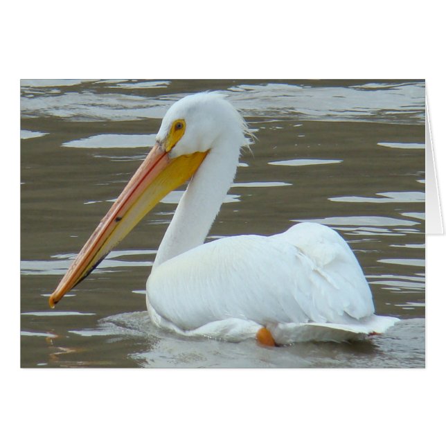 B15 White Pelican on Muddy Water (Vorderseite (Horizontal))