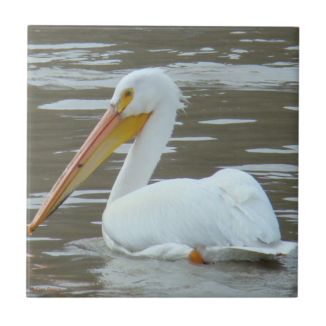 B15 White Pelican on Muddy Water Fliese (Vorderseite)