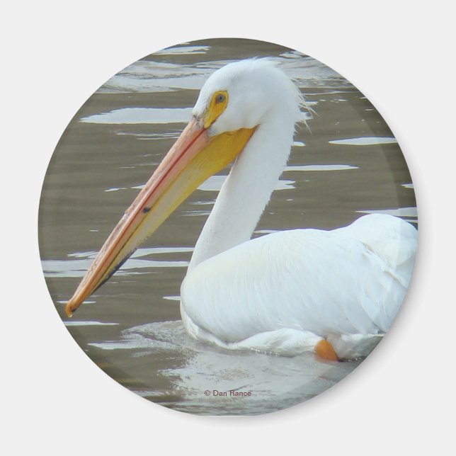 B15 White Pelican on Muddy Water Magnet (Vorne)