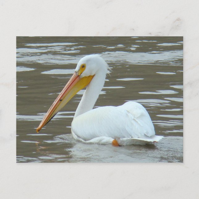 B15 White Pelican on Muddy Water Postkarte (Vorderseite)
