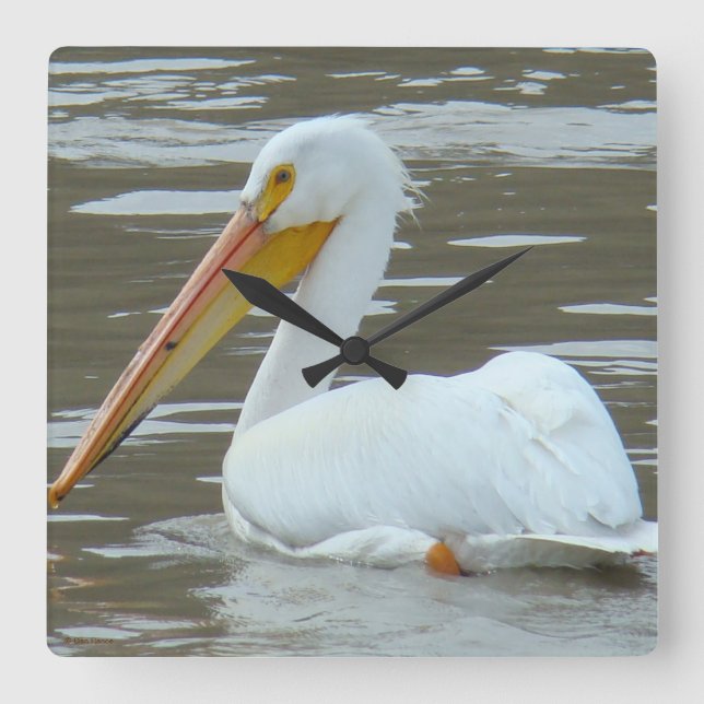 B15 White Pelican on Muddy Water Quadratische Wanduhr (Vorderseite)