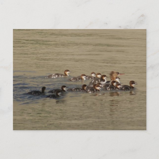 B17 Merganser Duck and Ducklings Postkarte (Vorderseite)