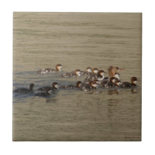 B17 Merganser Hen and Ducklings Fliese
