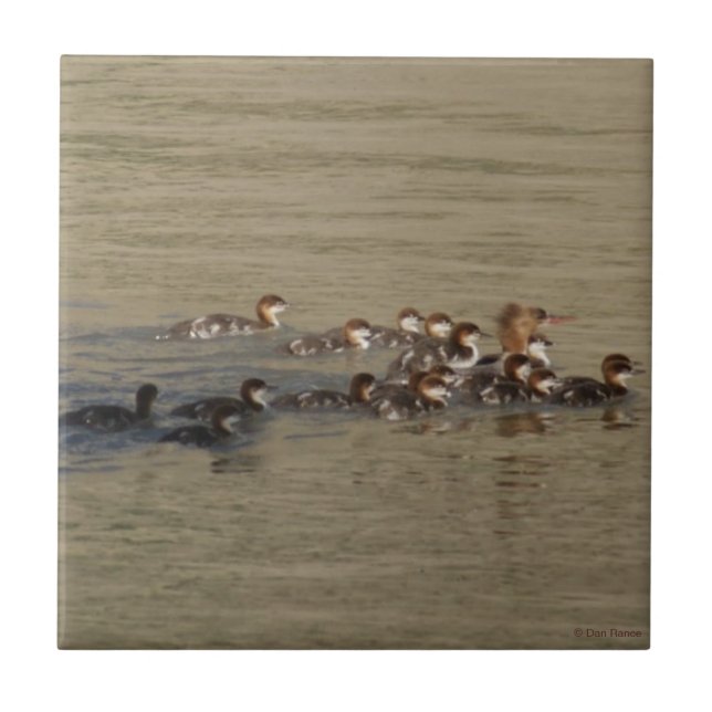 B17 Merganser Hen and Ducklings Fliese (Vorderseite)