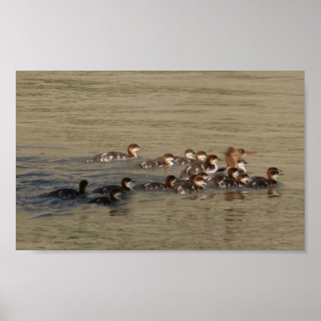 B17 Merganser Hen and Ducklings Poster (Vorne)