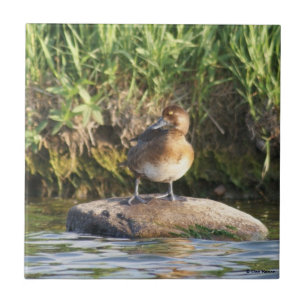 B18 wenig Bergente Fliese