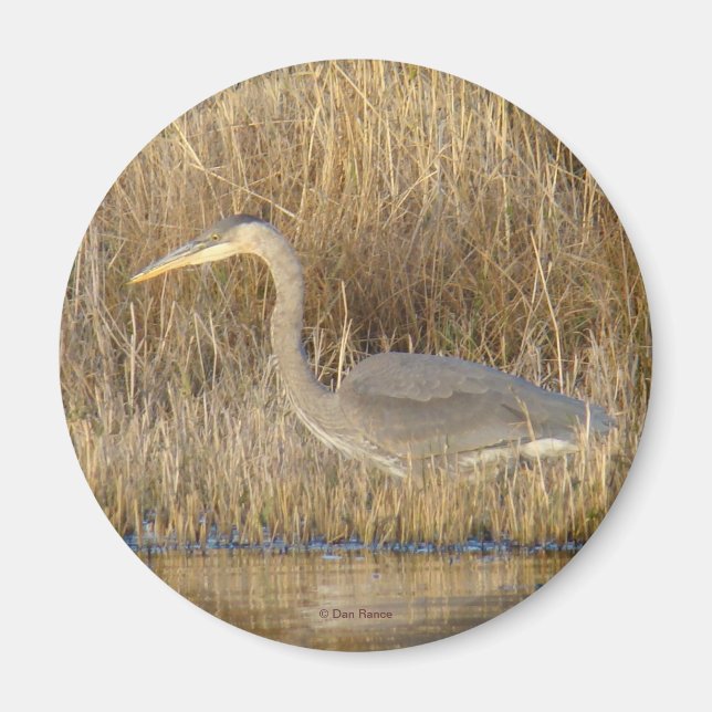 B19 Blue Heron Juvenile Magnet (Vorne)