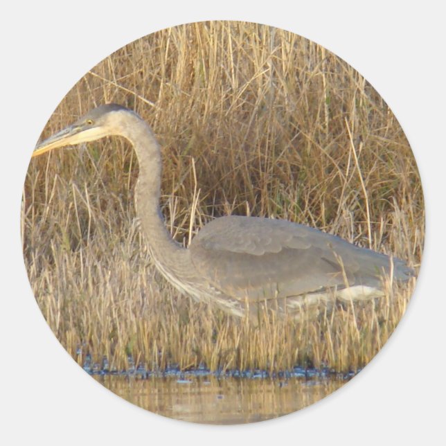 B19 Blue Heron Juvenile Runder Aufkleber (Vorderseite)