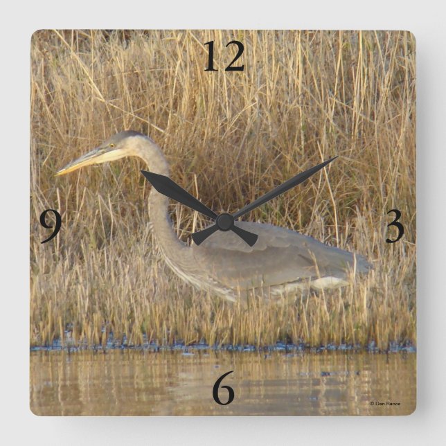 B19 Juvenile Great Blue Heron Quadratische Wanduhr (Vorderseite)