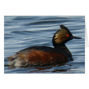 B1 Eared Grebe