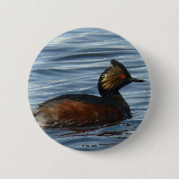 B1 Eared Grebe