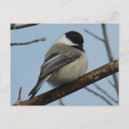 B21 Black Capped Chickadee Postkarte